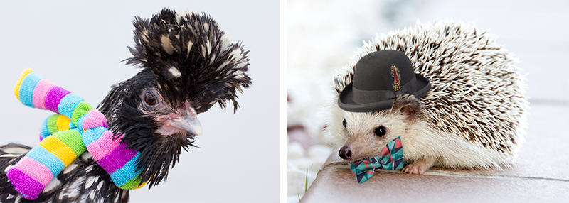 Fierce rooster and dapper hedgehog