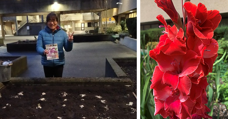 Xianan planting bulbs and red gladiolas