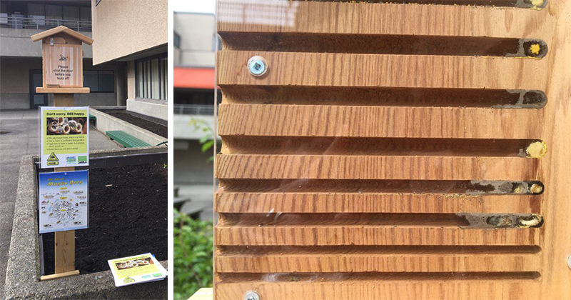 Mason bee house at VCC Broadway